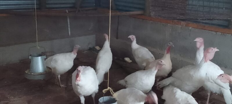 Pure White Turkey for Sale