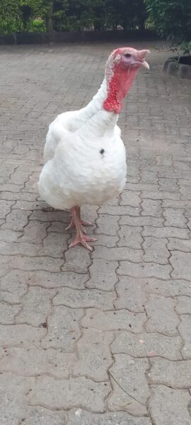 Pure White Turkey for Sale