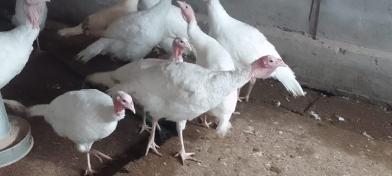 Pure White Turkey for Sale