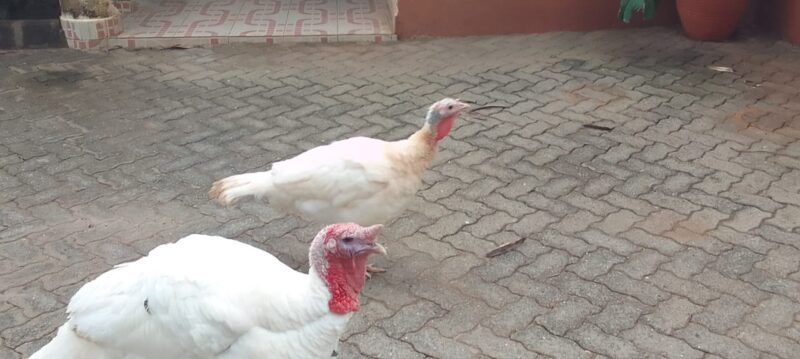 Pure White Turkey for Sale
