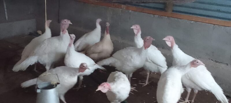 Pure White Turkey for Sale