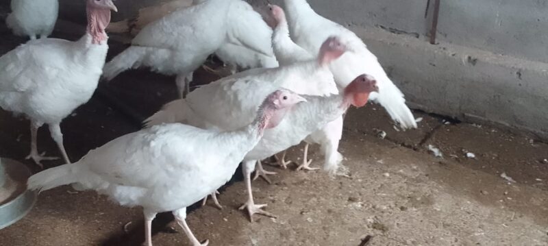 Pure White Turkey for Sale