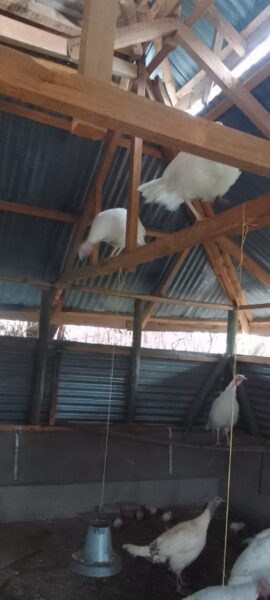 Pure White Turkey for Sale