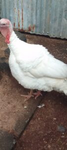 Pure White Turkey for Sale