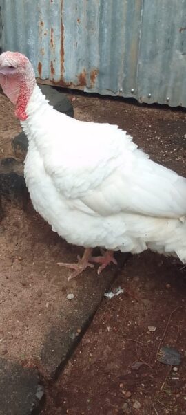 Pure White Turkey for Sale
